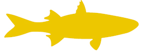 yellowfish.hcmr.gr
